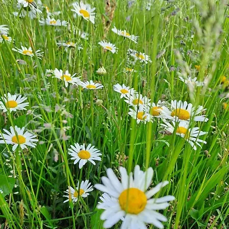 Casa Del Svana Liptov * Liptovska Luzna