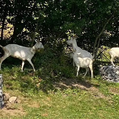 Casa Del Svana Liptov 度假居