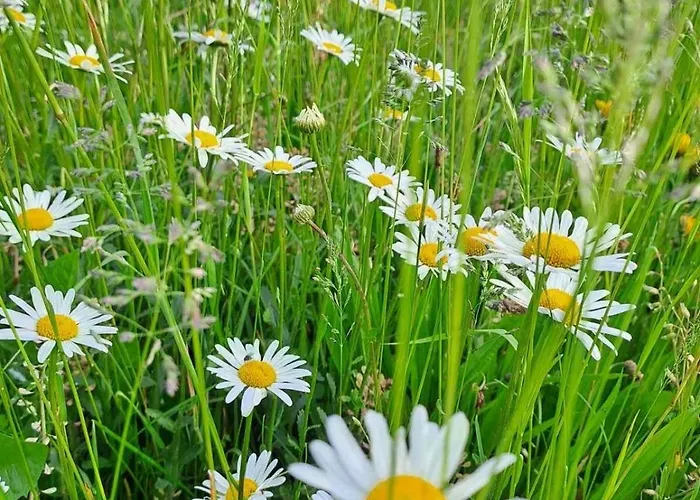 Casa De Svana Liptov * Liptovska Luzna