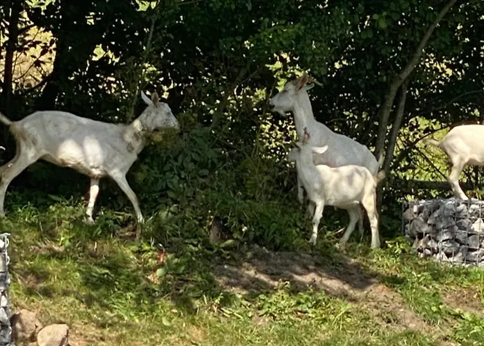 Casa De Svana Liptov Feriehus